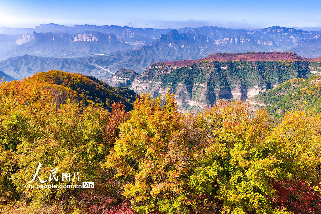 山西左权：太行秋色入画来--社会·法治