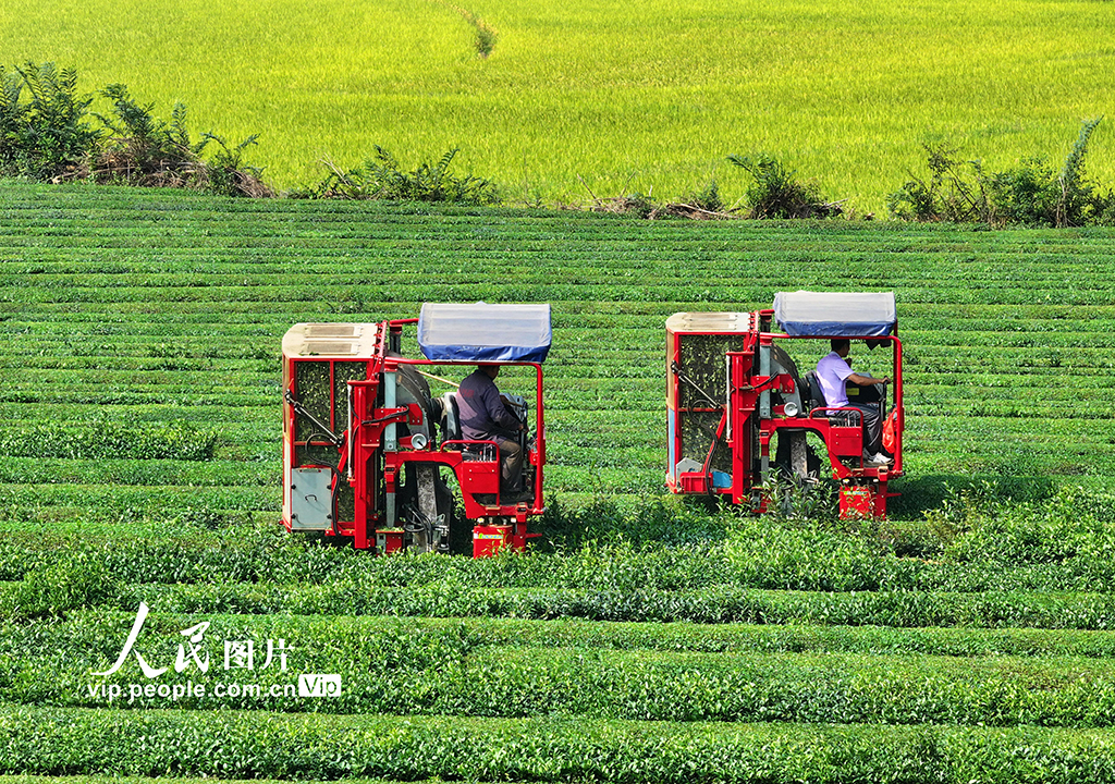 江西泰和：智能机器采收秋茶